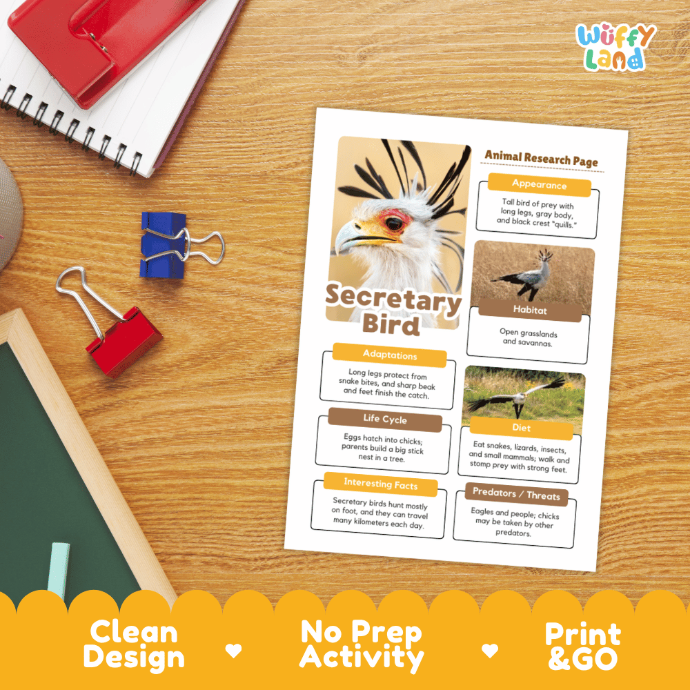 A printed educational poster titled 'Secretary Bird Animal Research Page' laid on a wooden desk, surrounded by school supplies including a spiral notebook, binder clips, and a chalkboard. The poster features a bird illustration and labeled sections about the bird's appearance, habitat, diet, and behavior.