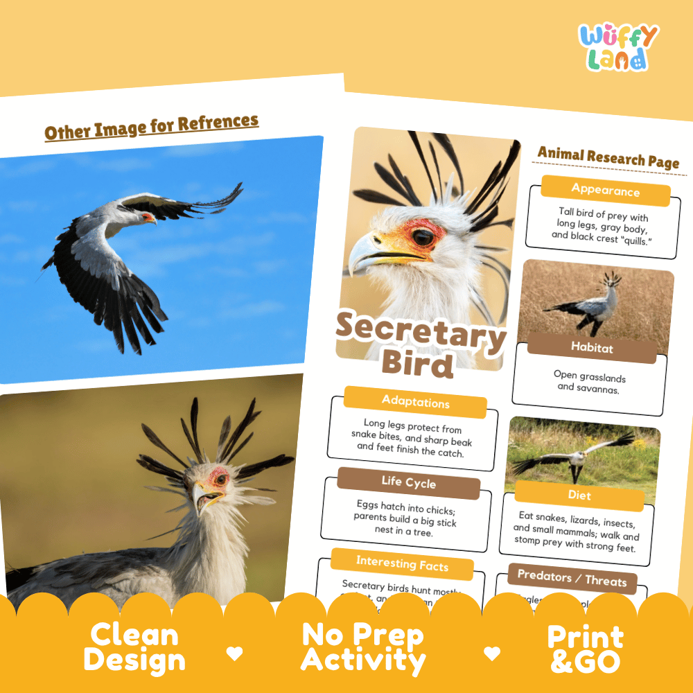 Educational activity sheet about the Secretary Bird from the brand Wiffly Land, featuring a clean layout with bird photographs, text sections on appearance, habitat, adaptations, diet, and life cycle, plus a decorative orange banner at the bottom.