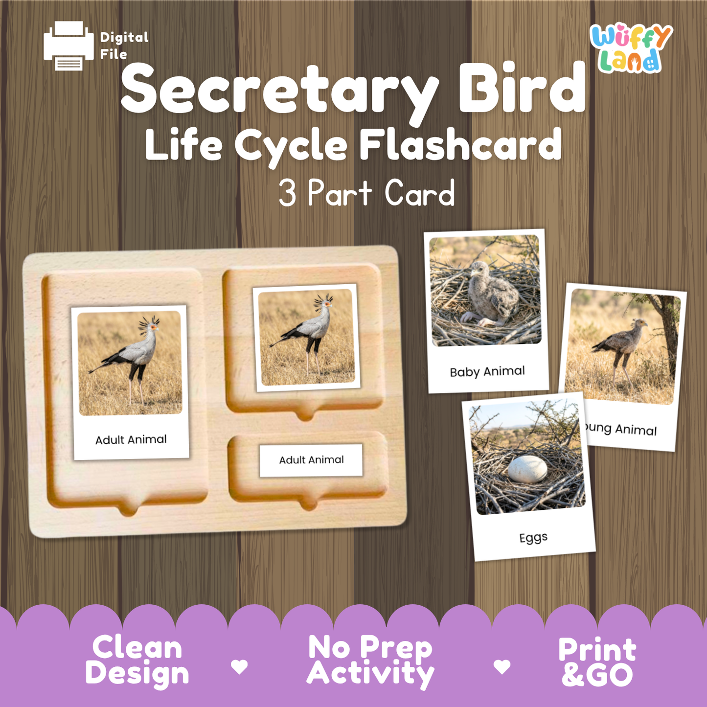 Secretary Bird Life Cycle Flashcard 3 Part Card Worksheets