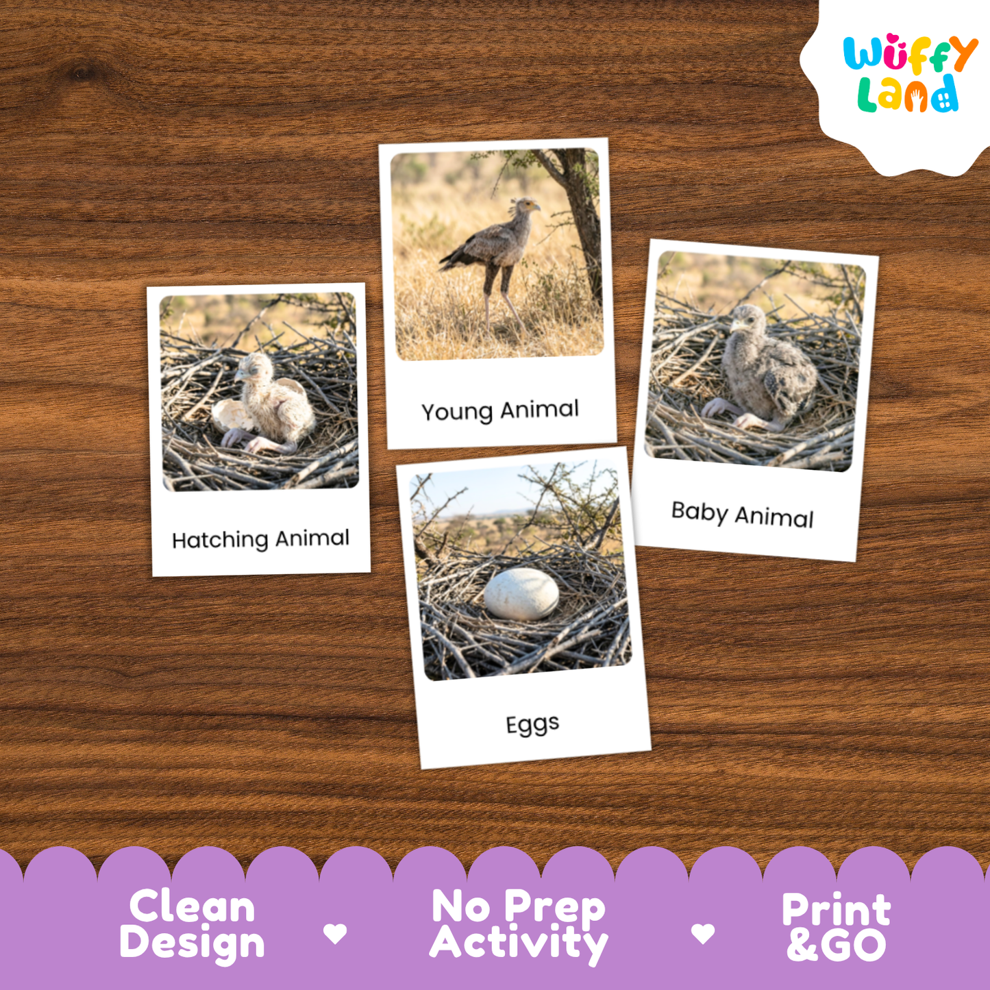 Secretary Bird Life Cycle Flashcard 3 Part Card Worksheets
