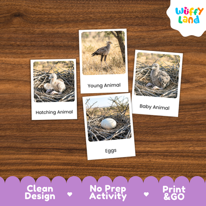 Secretary Bird Life Cycle Flashcard 3 Part Card Worksheets