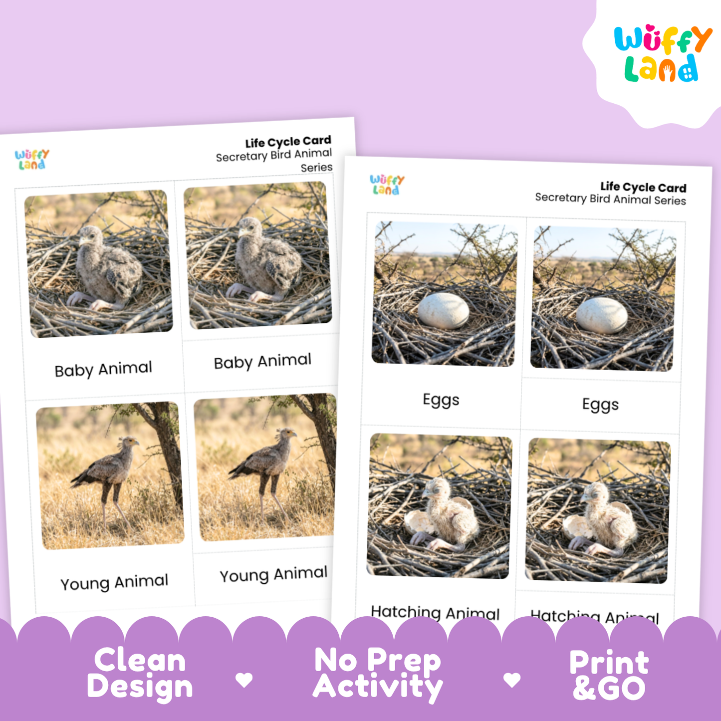 Secretary Bird Life Cycle Flashcard 3 Part Card Worksheets