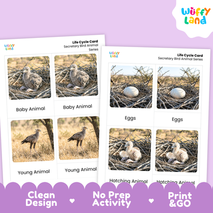 Secretary Bird Life Cycle Flashcard 3 Part Card Worksheets