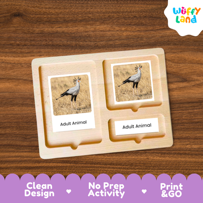 Secretary Bird Life Cycle Flashcard 3 Part Card Worksheets