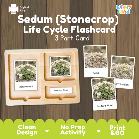 Sedum Stonecrop Life Cycle Flashcard 3 Part Card Montessori Science Printable