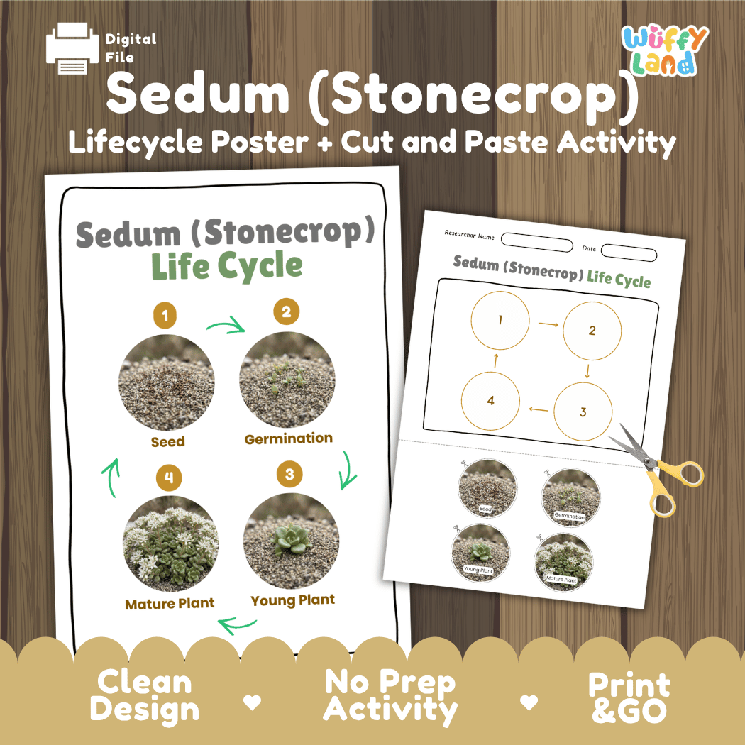 Sedum Stonecrop Life Cycle Poster and Cut and Paste Worksheet Activity