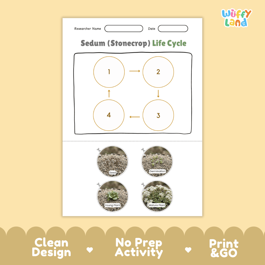 Sedum Stonecrop Life Cycle Poster and Cut and Paste Worksheet Activity