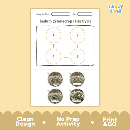 Sedum Stonecrop Life Cycle Poster and Cut and Paste Worksheet Activity