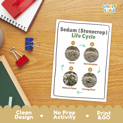 Sedum Stonecrop Life Cycle Poster and Cut and Paste Worksheet Activity