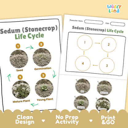 Sedum Stonecrop Life Cycle Poster and Cut and Paste Worksheet Activity