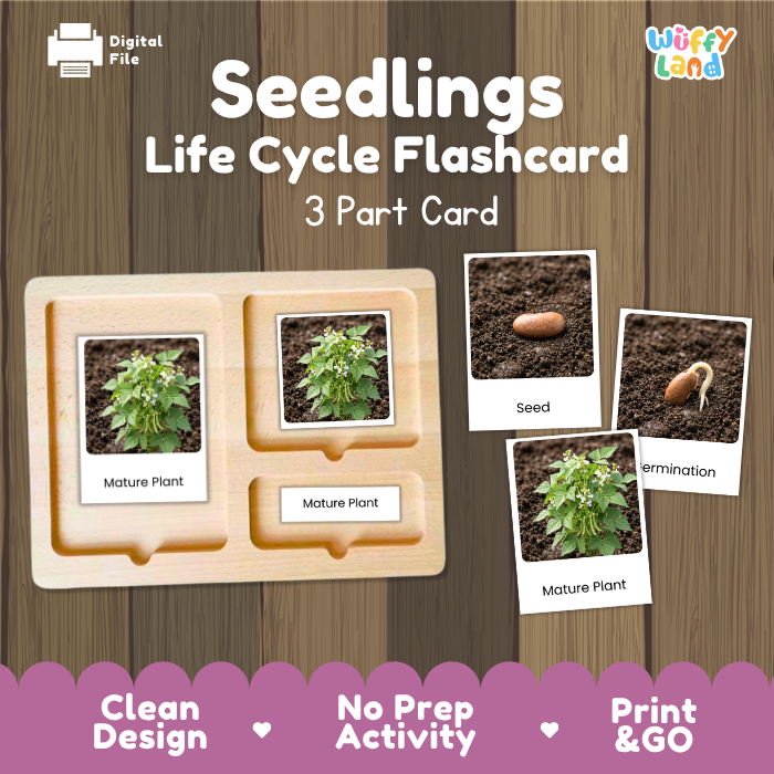 Seedlings Life Cycle Flashcards | 3 Part Cards Montessori Science Activity