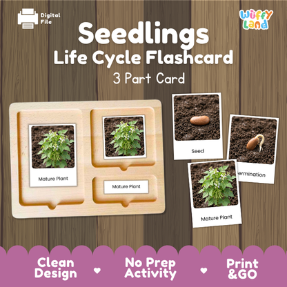 Seedlings Life Cycle Flashcards | 3 Part Cards Montessori Science Activity