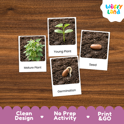 Seedlings Life Cycle Flashcards | 3 Part Cards Montessori Science Activity