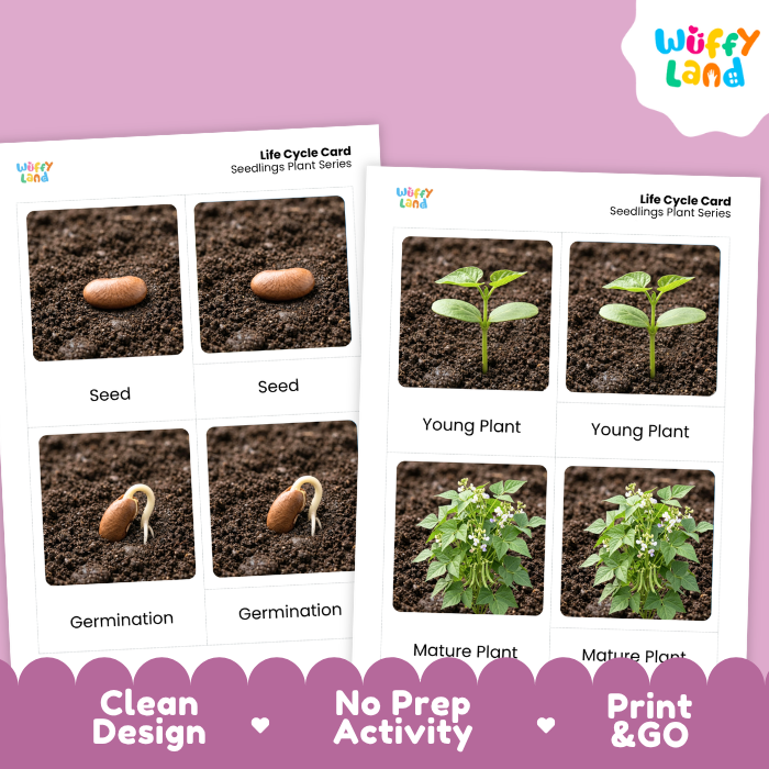 Seedlings Life Cycle Flashcards | 3 Part Cards Montessori Science Activity