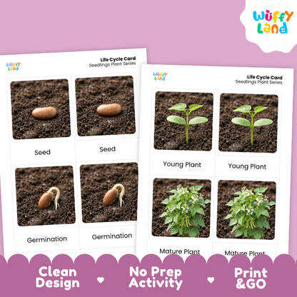 Seedlings Life Cycle Flashcards | 3 Part Cards Montessori Science Activity