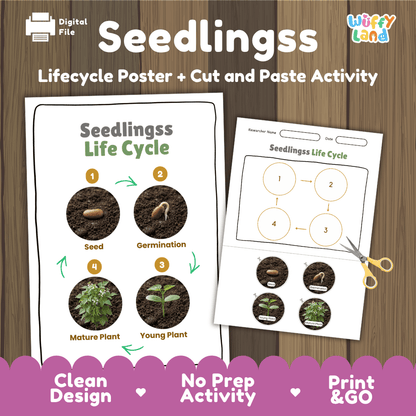 Seedlings Life Cycle Poster and Cut and Paste Activity Worksheet