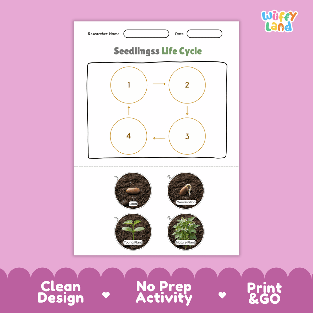 Seedlings Life Cycle Poster and Cut and Paste Activity Worksheet