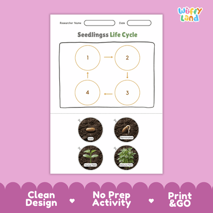 Seedlings Life Cycle Poster and Cut and Paste Activity Worksheet