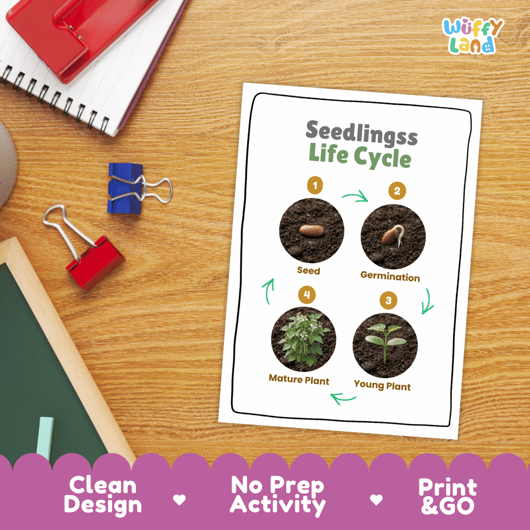 Seedlings Life Cycle Poster and Cut and Paste Activity Worksheet