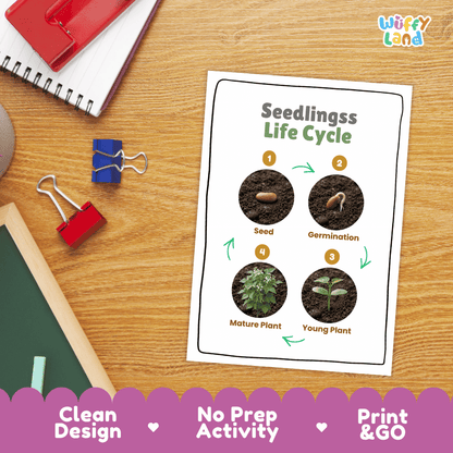 Seedlings Life Cycle Poster and Cut and Paste Activity Worksheet