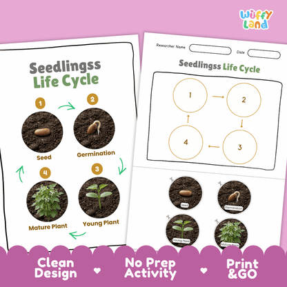 Seedlings Life Cycle Poster and Cut and Paste Activity Worksheet