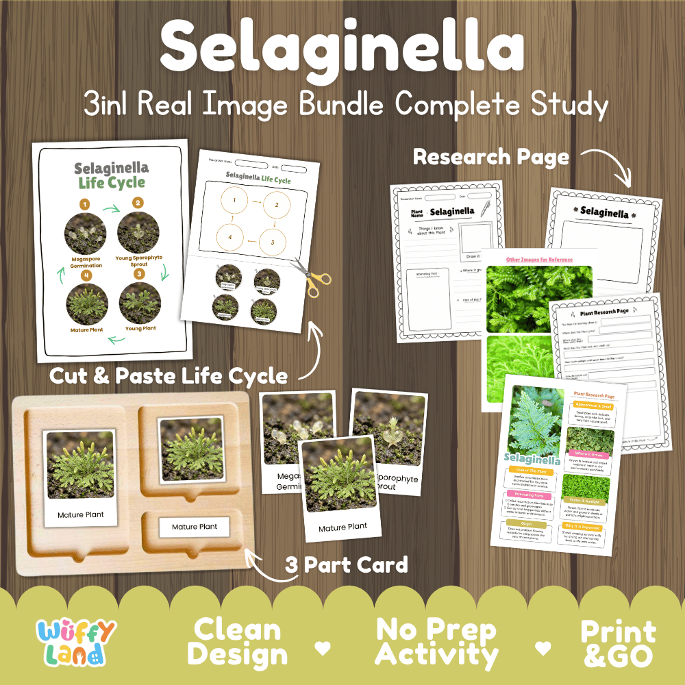 Selaginella plant 3in1 real image bundle complete study printable featuring life cycle cut and paste worksheets, Montessori 3-part cards, and research pages