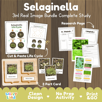 Selaginella plant 3in1 real image bundle complete study printable featuring life cycle cut and paste worksheets, Montessori 3-part cards, and research pages