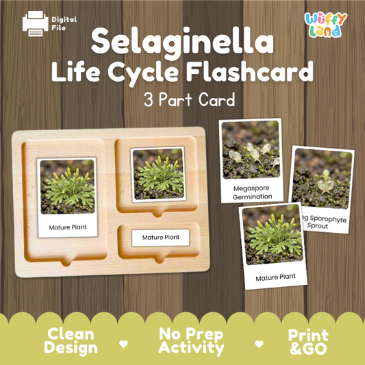 Selaginella Life Cycle Flashcard set by Wiffy Land, featuring a 3-part wooden card tray and four sample flashcards showing plant life cycle stages on a wood-textured background.