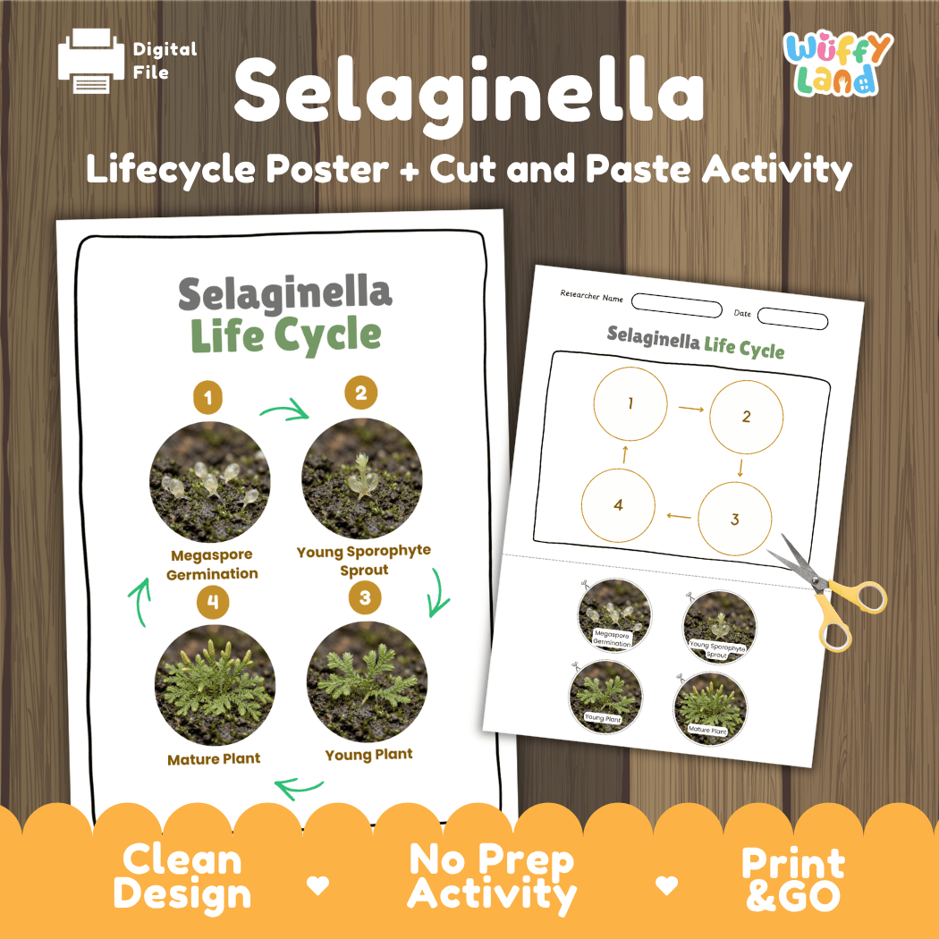 Selaginella Life Cycle Poster and Cut and Paste Activity Worksheets