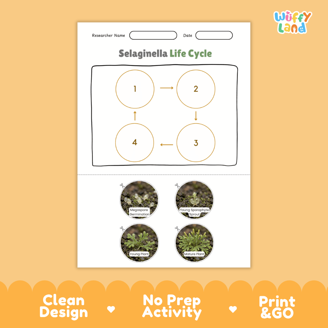 Selaginella Life Cycle Poster and Cut and Paste Activity Worksheets