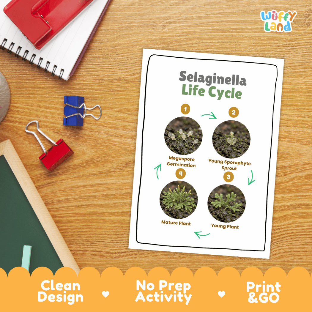 Selaginella Life Cycle Poster and Cut and Paste Activity Worksheets