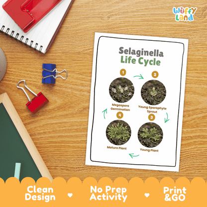 Selaginella Life Cycle Poster and Cut and Paste Activity Worksheets