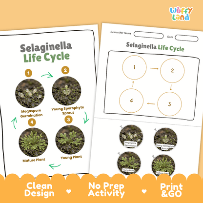 Selaginella Life Cycle Poster and Cut and Paste Activity Worksheets