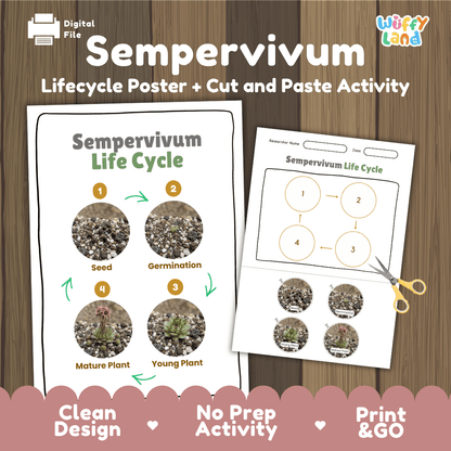 Sempervivum Life Cycle Poster and Cut and Paste Worksheet Activity