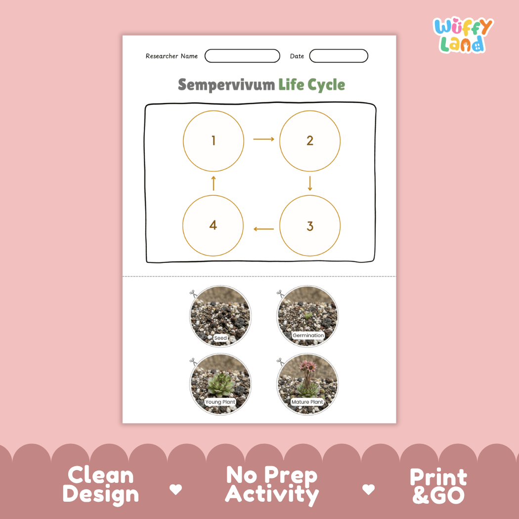 Sempervivum Life Cycle Poster and Cut and Paste Worksheet Activity