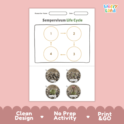 Sempervivum Life Cycle Poster and Cut and Paste Worksheet Activity