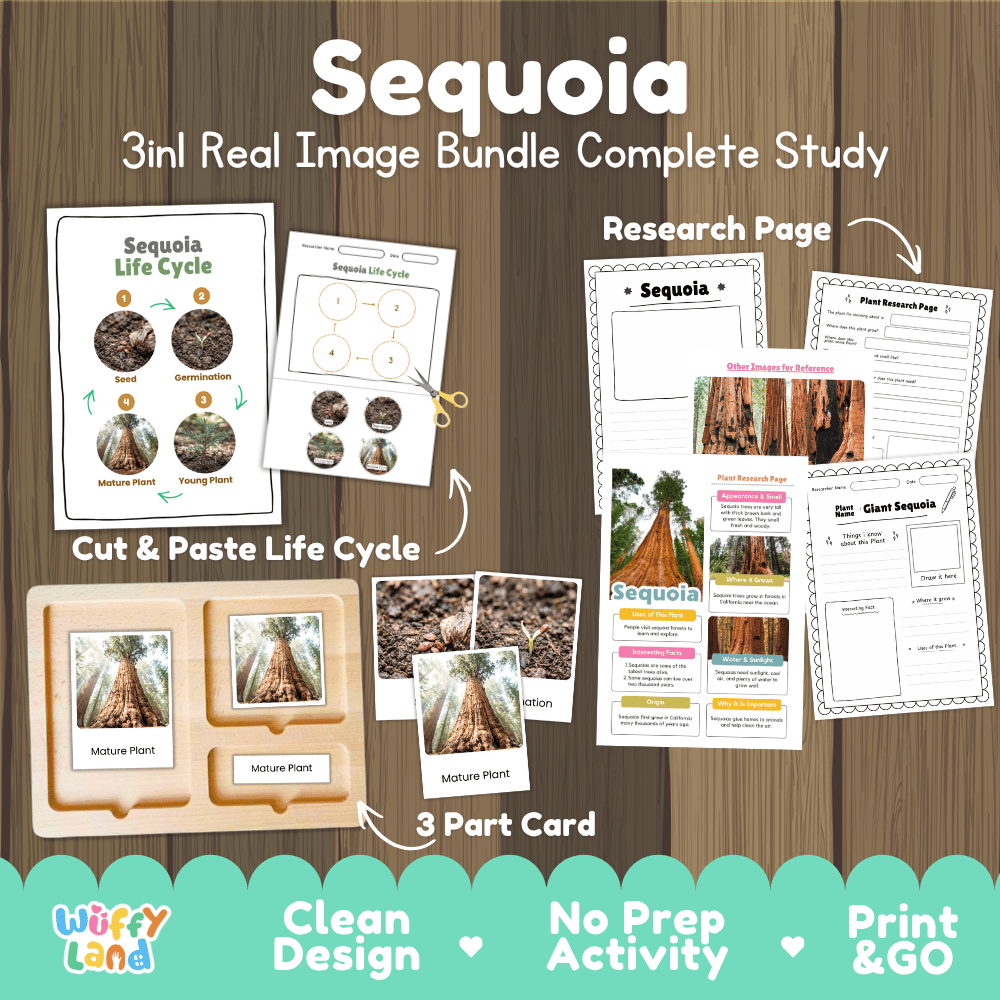 Giant sequoia tree 3in1 real image bundle complete study printable featuring life cycle cut and paste worksheets, Montessori 3-part cards, and research pages