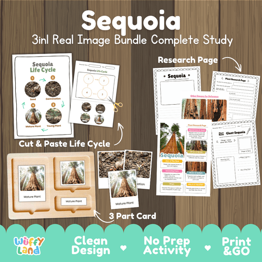 Giant sequoia tree 3in1 real image bundle complete study printable featuring life cycle cut and paste worksheets, Montessori 3-part cards, and research pages