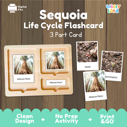Sequoia Life Cycle Flashcards | 3 Part Cards Montessori Science Activity