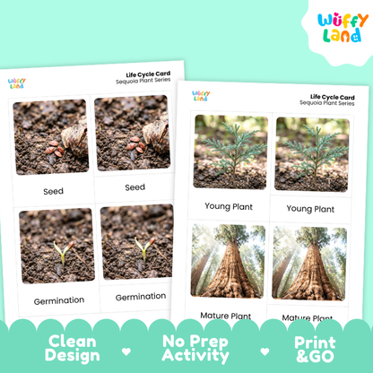 Sequoia Life Cycle Flashcards | 3 Part Cards Montessori Science Activity