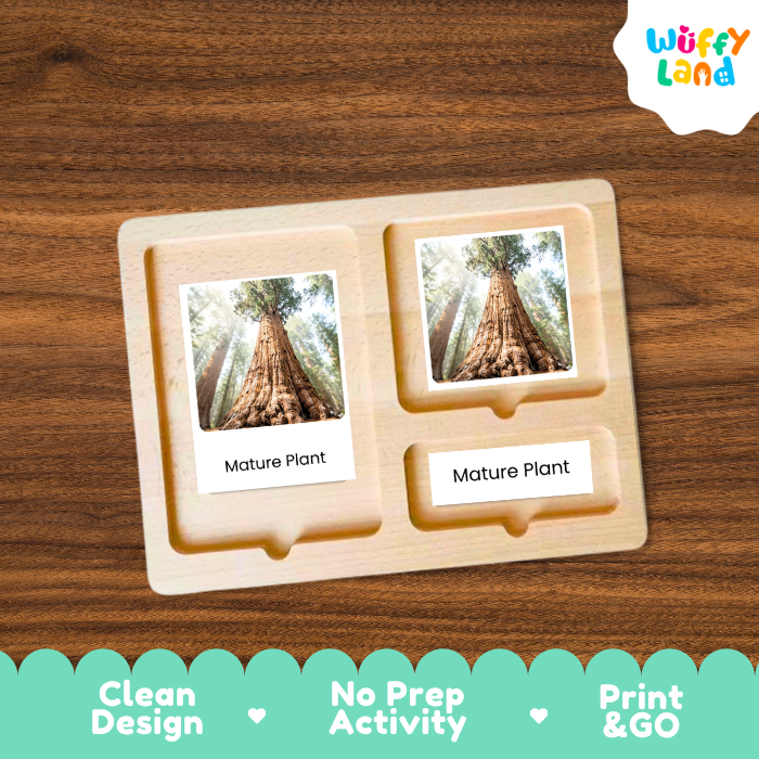Sequoia Life Cycle Flashcards | 3 Part Cards Montessori Science Activity