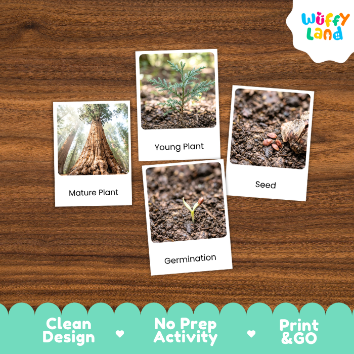Sequoia Life Cycle Flashcards | 3 Part Cards Montessori Science Activity