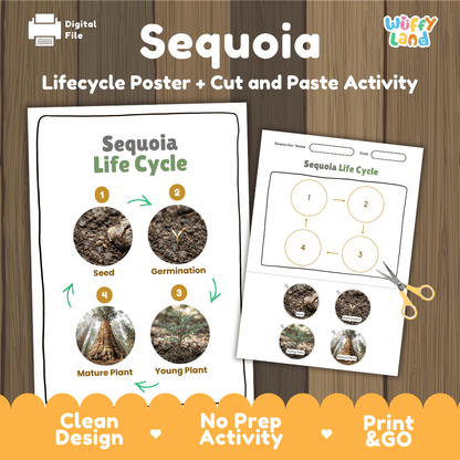 Sequoia Life Cycle Poster and Cut and Paste Activity Worksheet