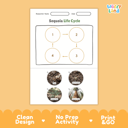 Sequoia Life Cycle Poster and Cut and Paste Activity Worksheet