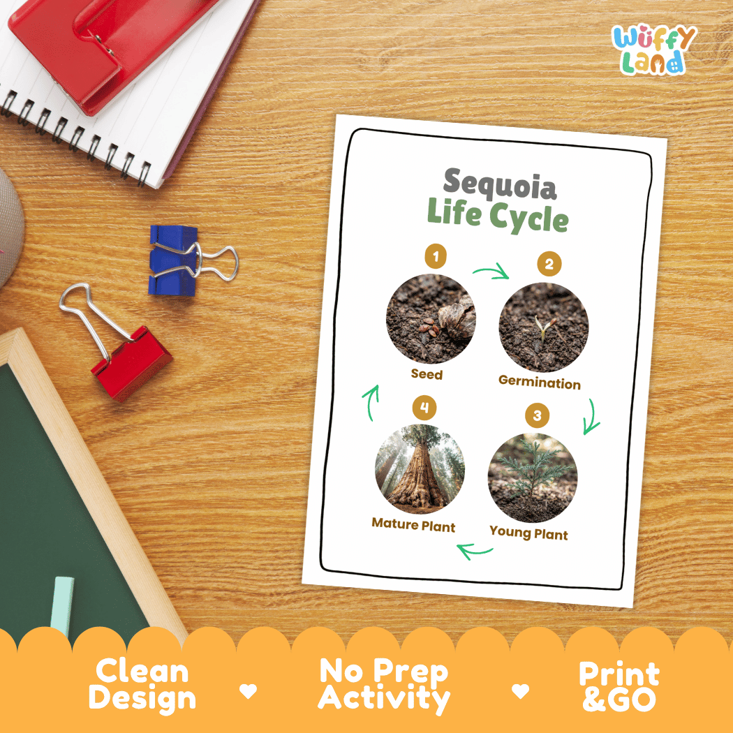 Sequoia Life Cycle Poster and Cut and Paste Activity Worksheet