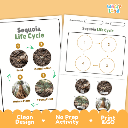 Sequoia Life Cycle Poster and Cut and Paste Activity Worksheet