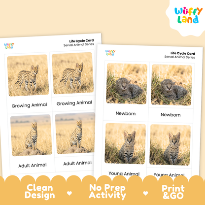 Serval Life Cycle Flashcards | Montessori 3 Part Cards Mammal Activity