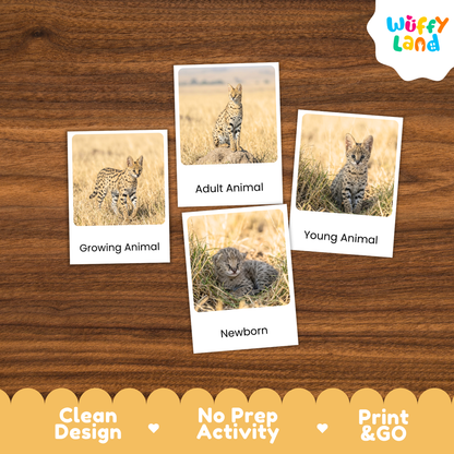 Four educational animal comparison cards showing a big cat, adult animal, young animal, and newborn kitten on a wooden background, with the 'Wuffy Land' logo in the top right and a yellow banner at the bottom highlighting product features.