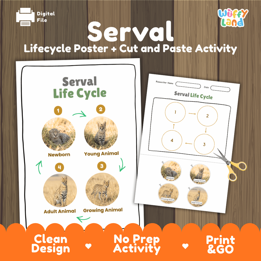Serval Life Cycle Poster and Cut and Paste Activity Worksheets