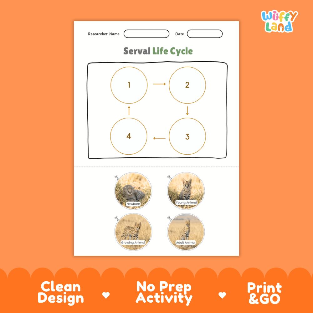 Serval Life Cycle Poster and Cut and Paste Activity Worksheets